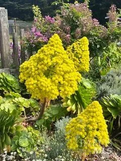 $2,400,000 | 43700 Mountain View Road, Manchester, CA 95459