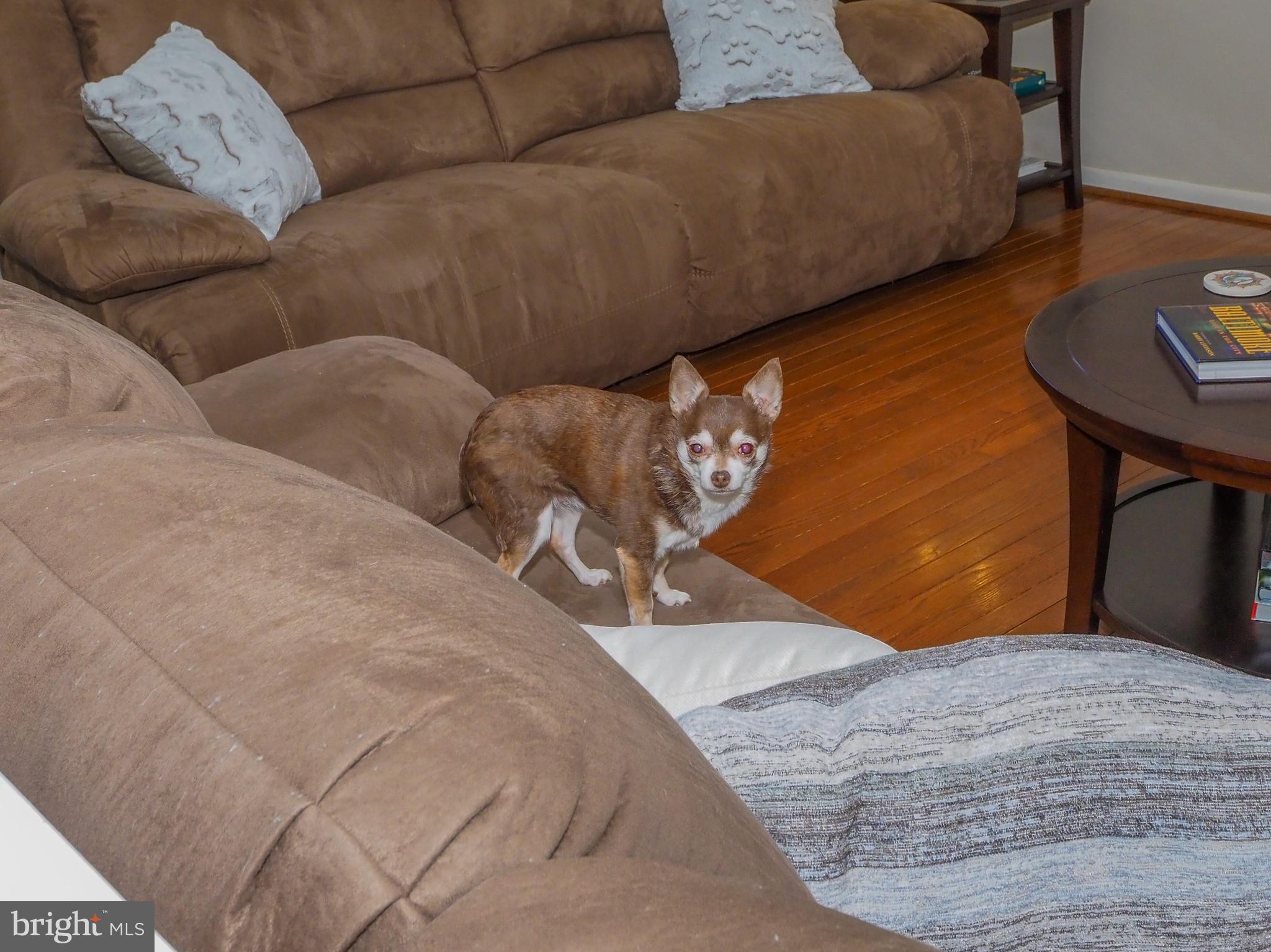3526 North Chatham Road Ellicott City, MD 21042 - Photo 15 of 90 Dog does not convey