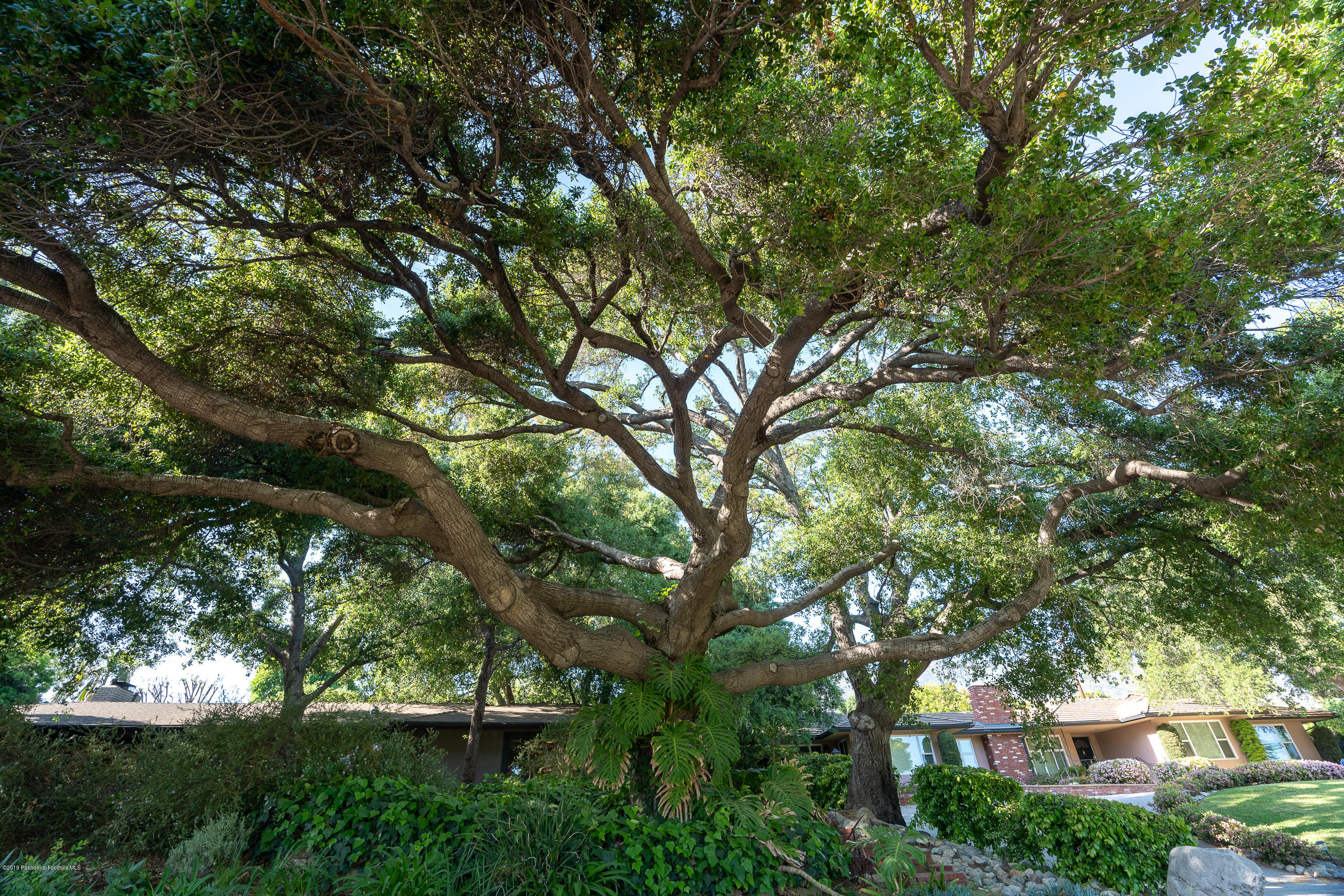 3795 Shadow Grove Road Pasadena, CA 91107 - Photo 39 of 48 a view of tree in front of house