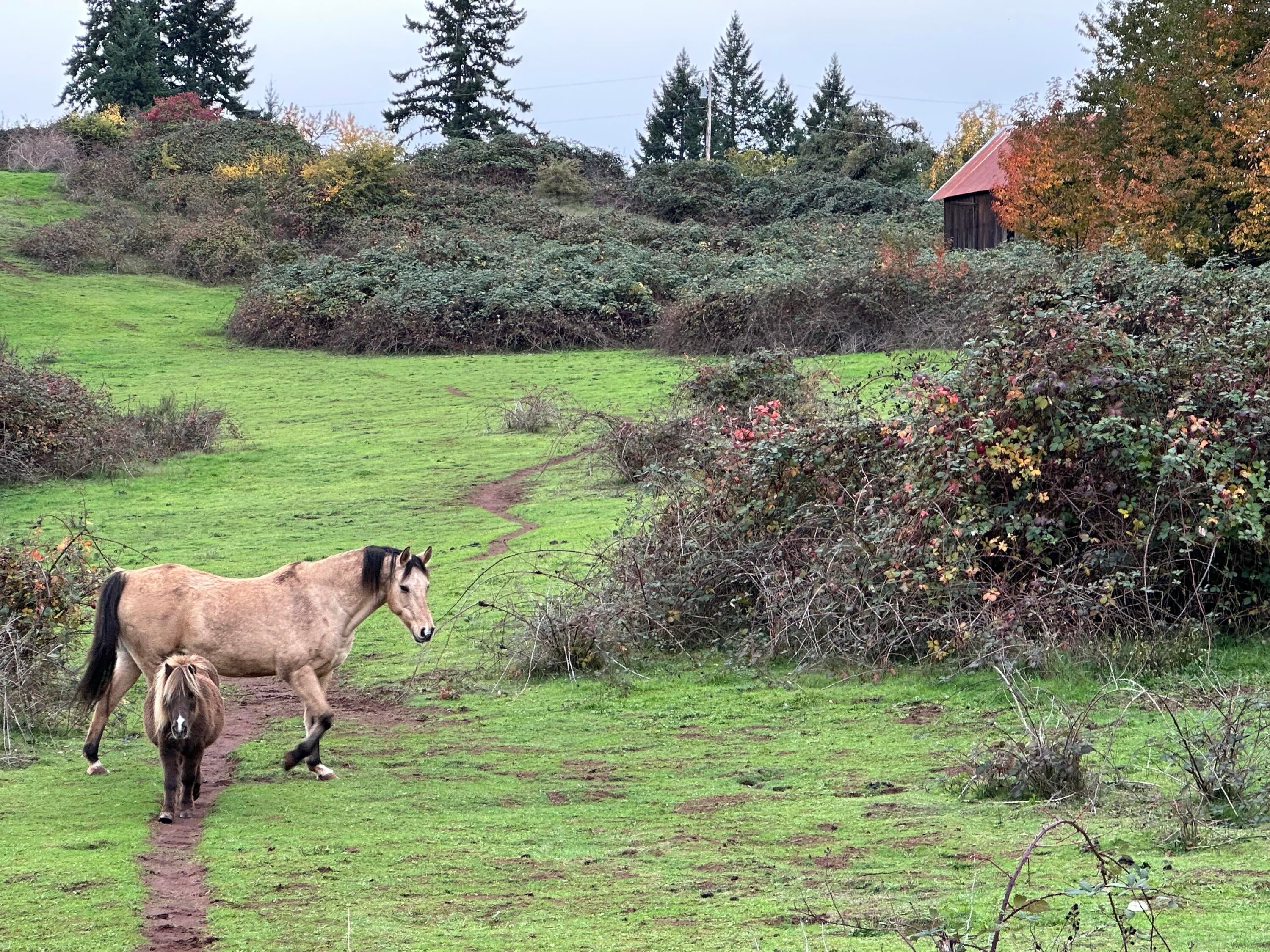 28003 South Gard Road Mulino, OR 97042 - Photo 1 of 43 IMG_4416