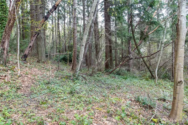 a view of a yard with plants and trees