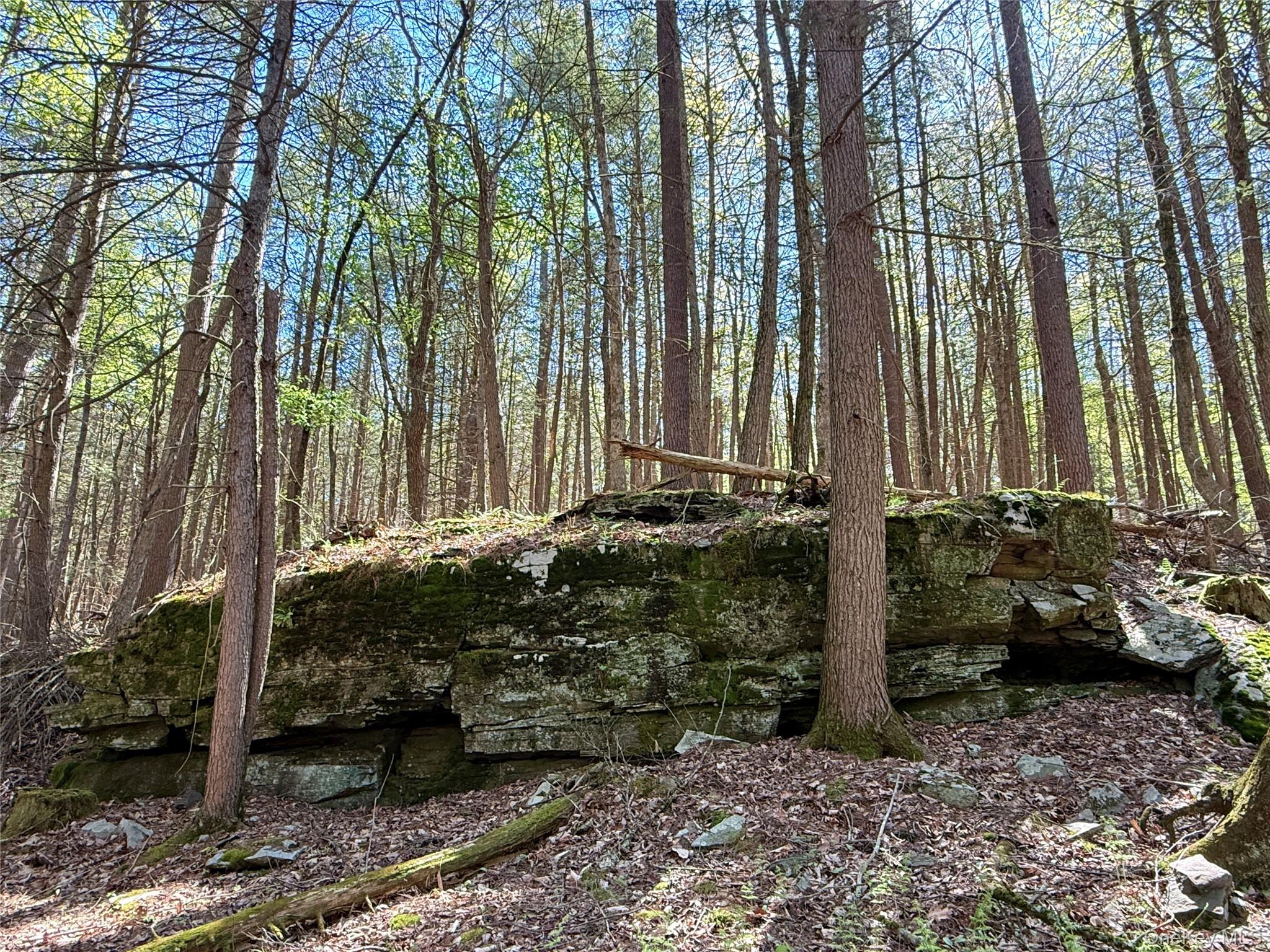 0 Smith Hughes Road Highland, NY 12528 - Photo 17 of 43 a plant is sitting in middle of the tall tree
