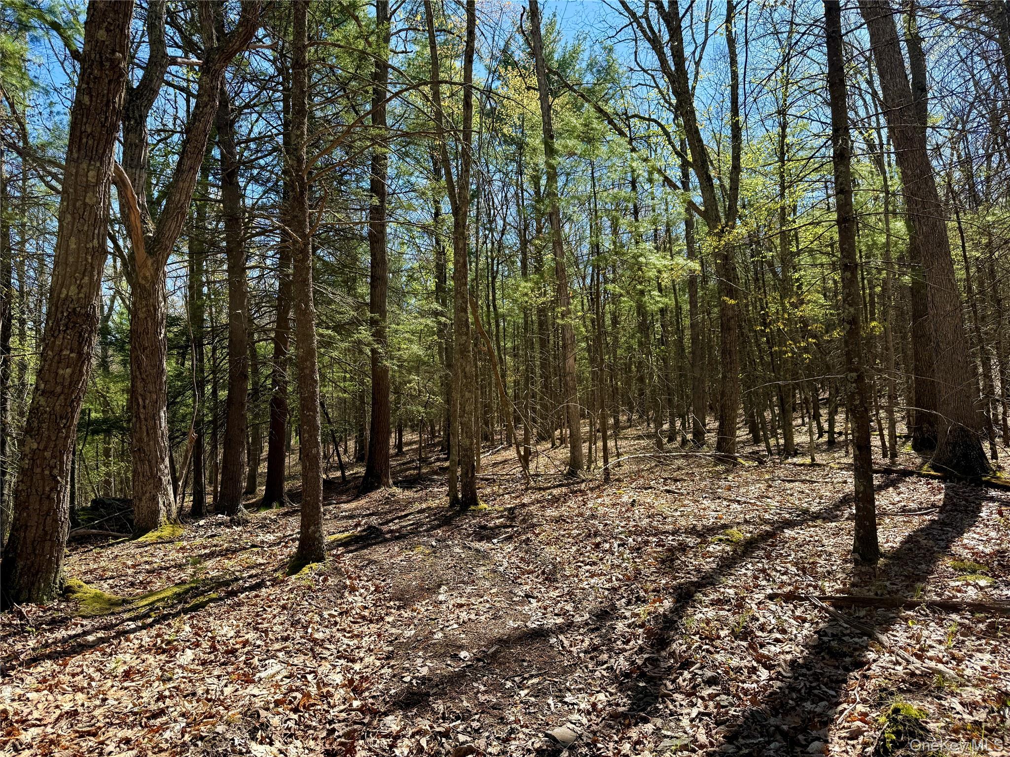 0 Smith Hughes Road Highland, NY 12528 - Photo 18 of 43 a view of a tree with a yard