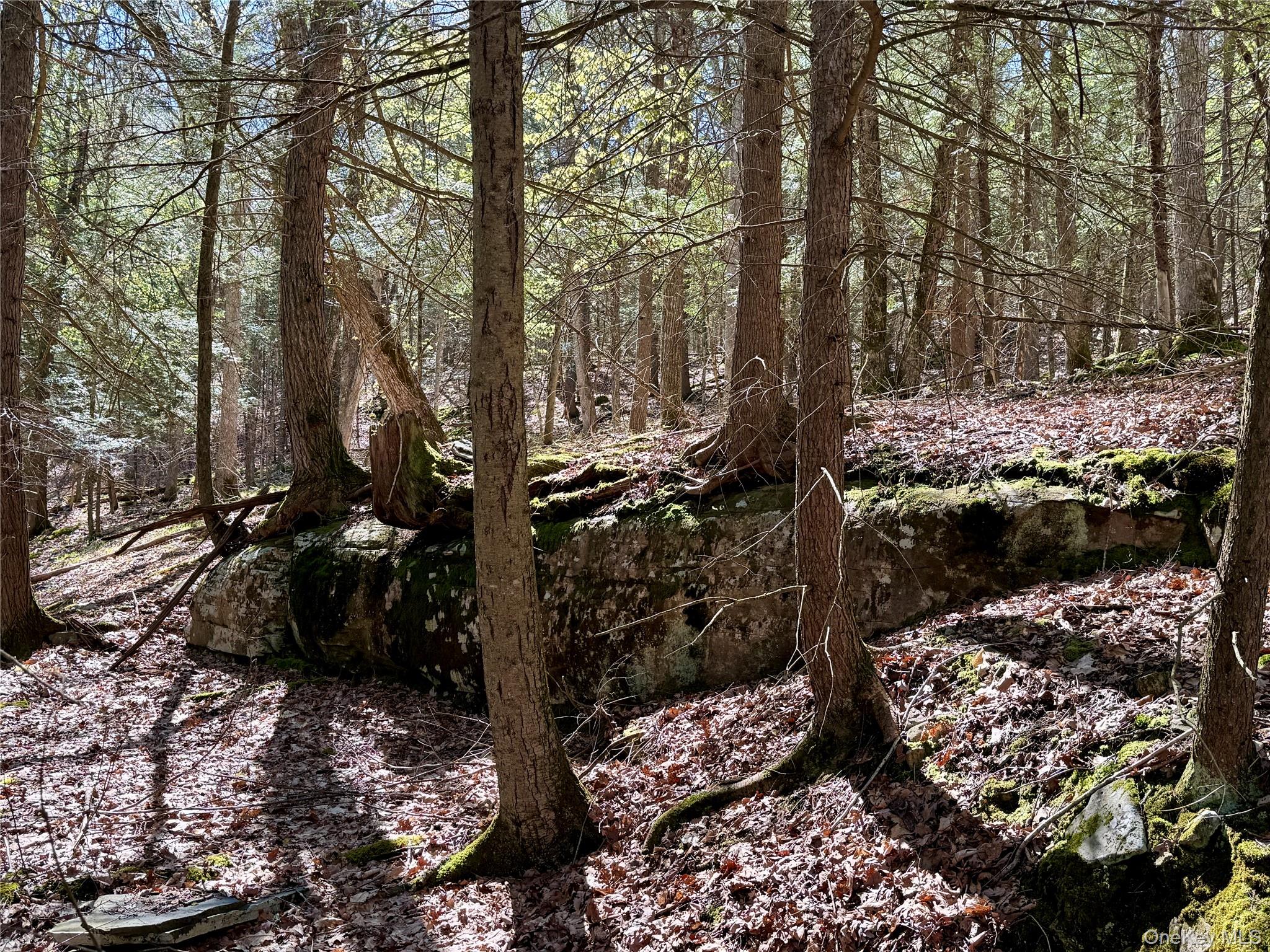 0 Smith Hughes Road Highland, NY 12528 - Photo 24 of 43 a view of a forest covered with trees