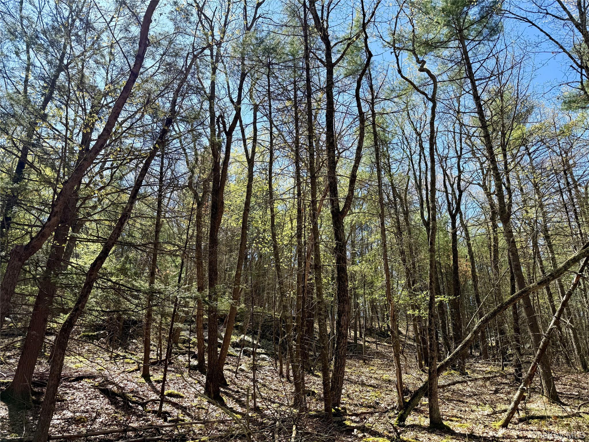 0 Smith Hughes Road Highland, NY 12528 - Photo 30 of 43 a view of forest