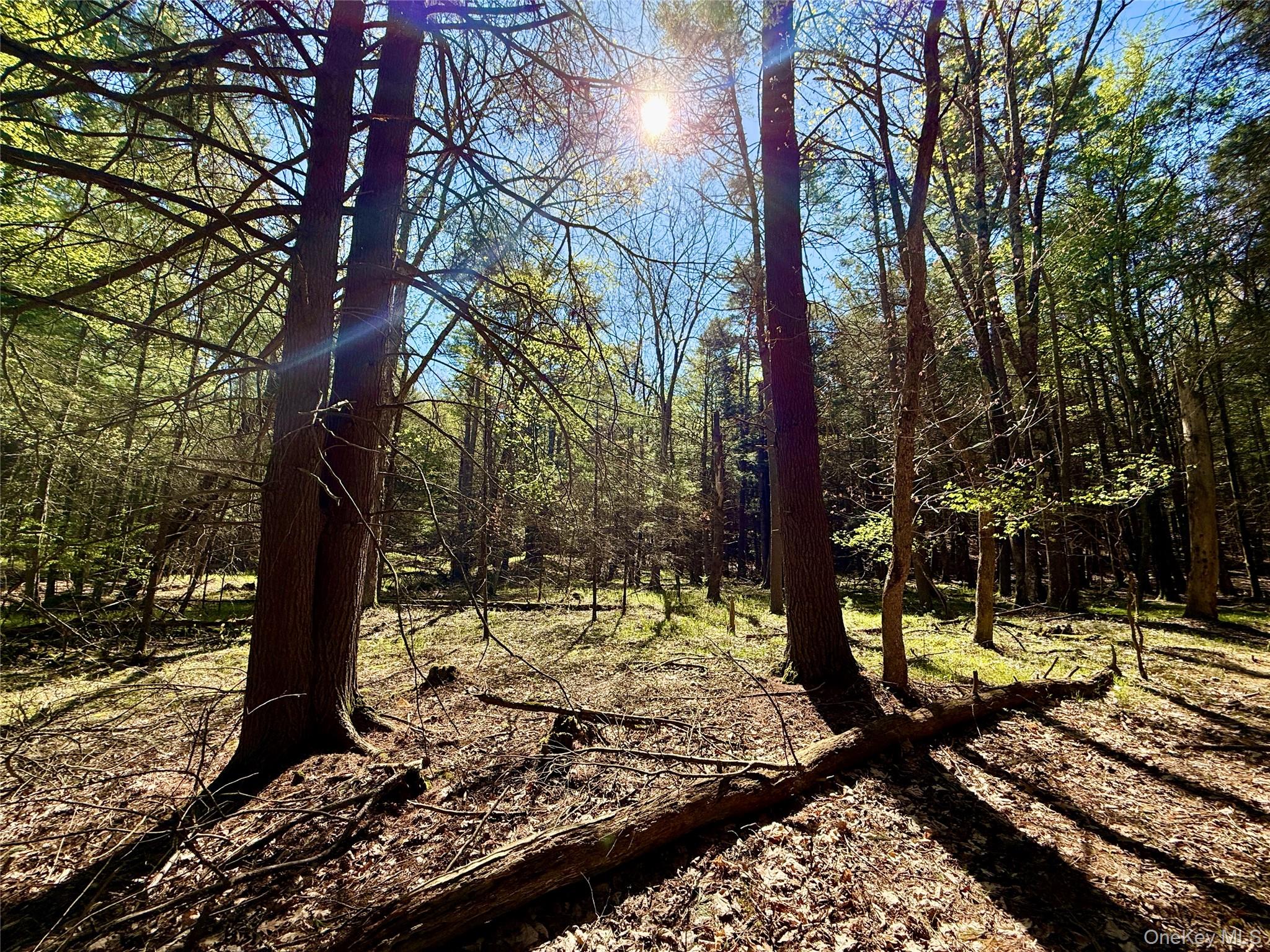 0 Smith Hughes Road Highland, NY 12528 - Photo 3 of 43 a view of a park with trees