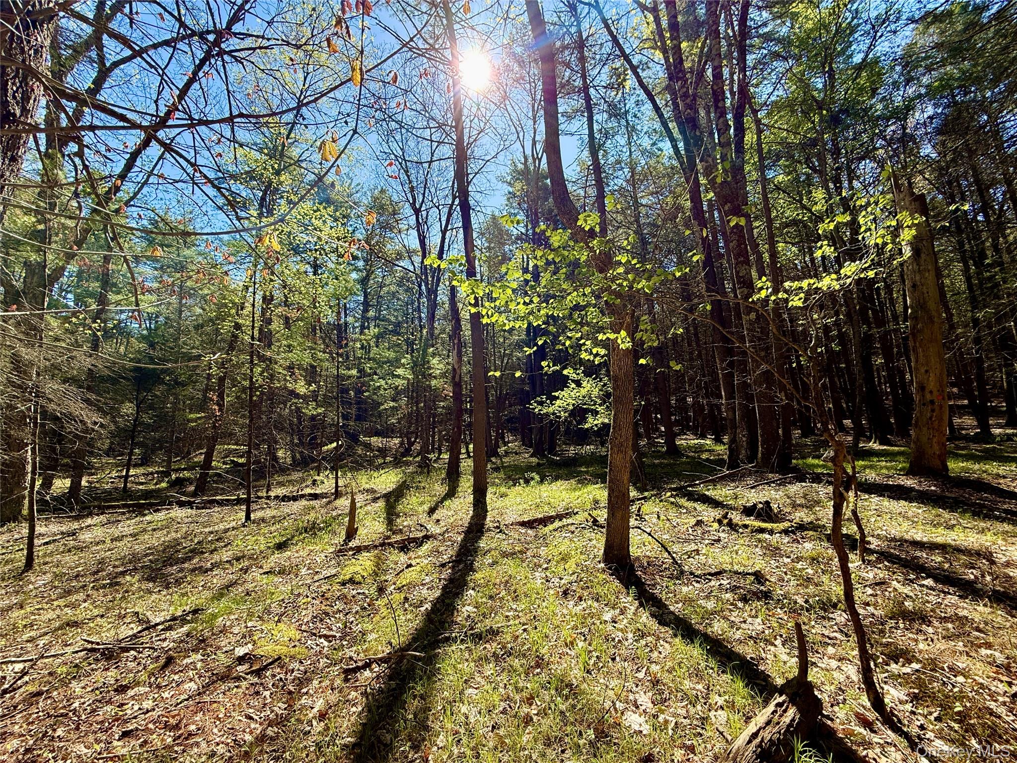 0 Smith Hughes Road Highland, NY 12528 - Photo 4 of 43 a view of yard with tree