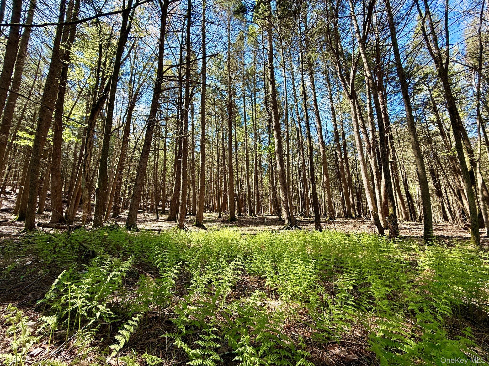 0 Smith Hughes Road Highland, NY 12528 - Photo 5 of 43 a garden view
