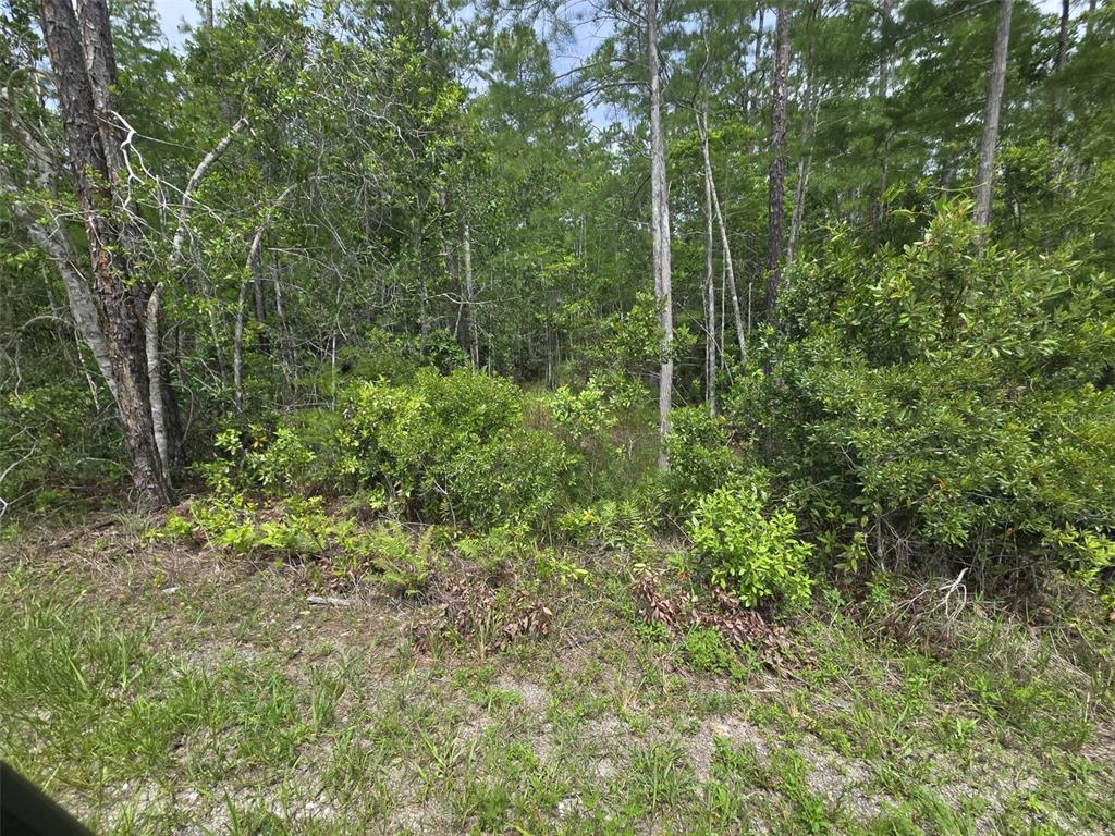 1135 Omega Ranch Road, Unit 4&5 Deltona, FL 32738 - Photo 7 of 11 a view of a forest with a trees