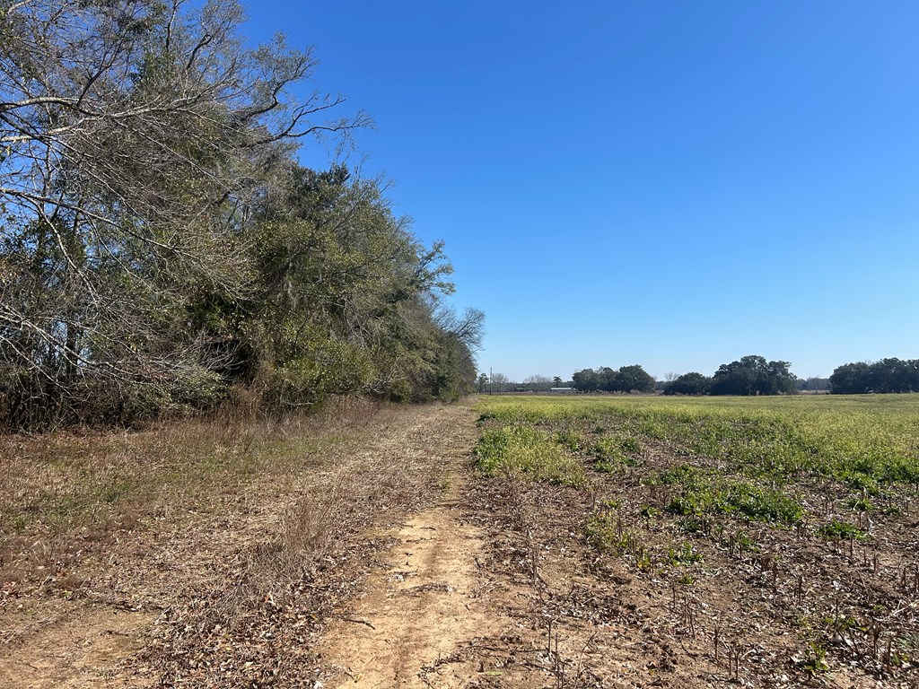 31.5-ac 31.5-ac Rammer Loop Road Dothan, AL 36301 - Photo 47 of 49