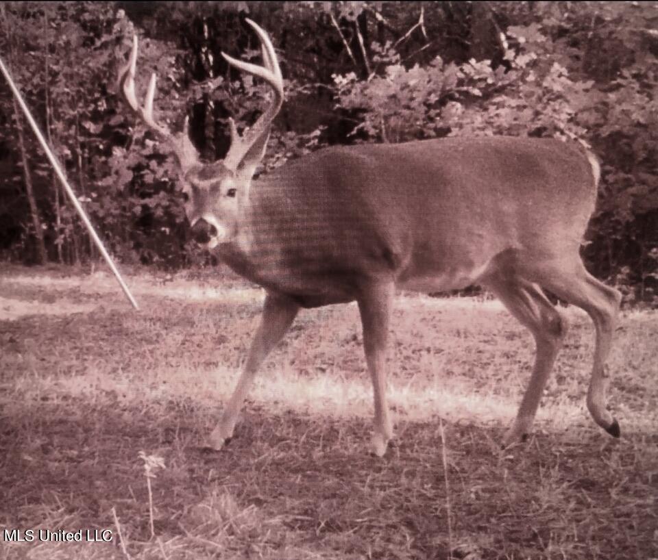 1953 Joe Hall Road Flora, MS 39071 - Photo 12 of 42 ABD62ECC-F445-4973-AADF-1FC3CAB221A5_1_1