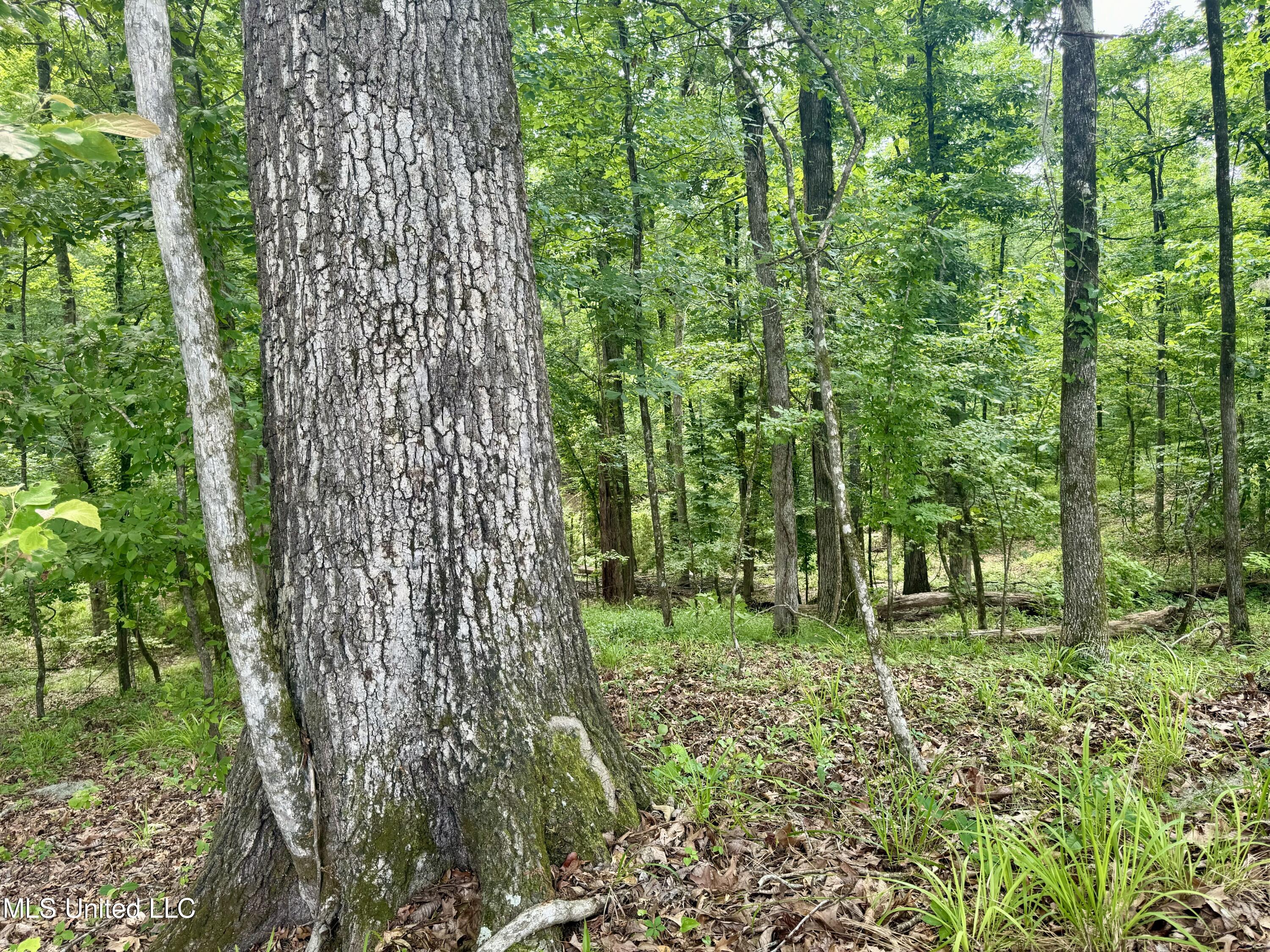 1953 Joe Hall Road Flora, MS 39071 - Photo 15 of 42 9014440D-E861-4E4C-B03B-74AC5B298054