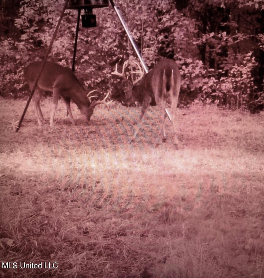 1953 Joe Hall Road Flora, MS 39071 - Photo 19 of 42 D73DDC3C-E448-4BE3-924E-5B9742334490_1_1