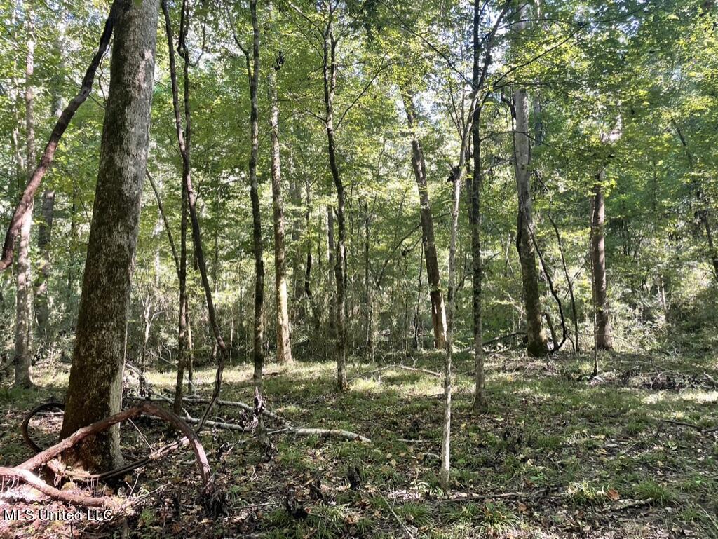 1953 Joe Hall Road Flora, MS 39071 - Photo 25 of 42 577CE9E2-9190-4728-B418-9409B1AEAEAB_1_1