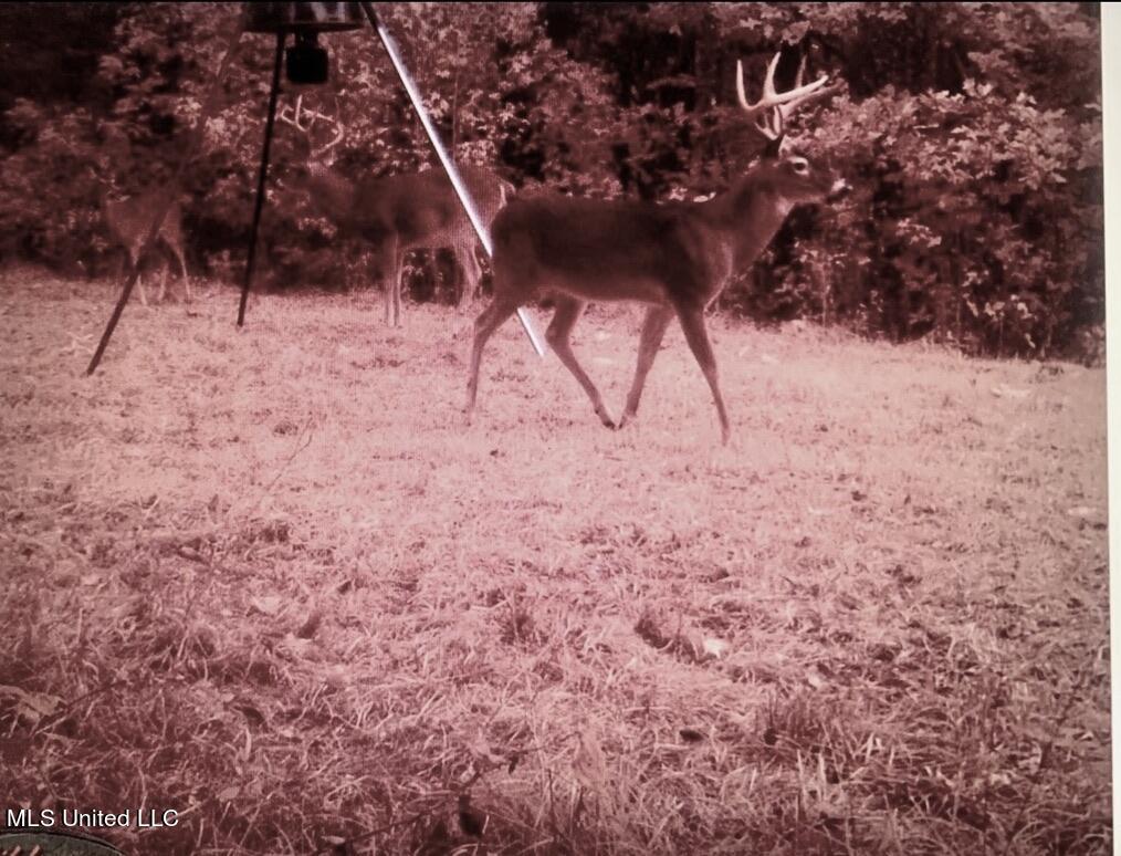 1953 Joe Hall Road Flora, MS 39071 - Photo 26 of 42 4246582B-3010-4D98-9DC8-C7C21D2D873C_1_1
