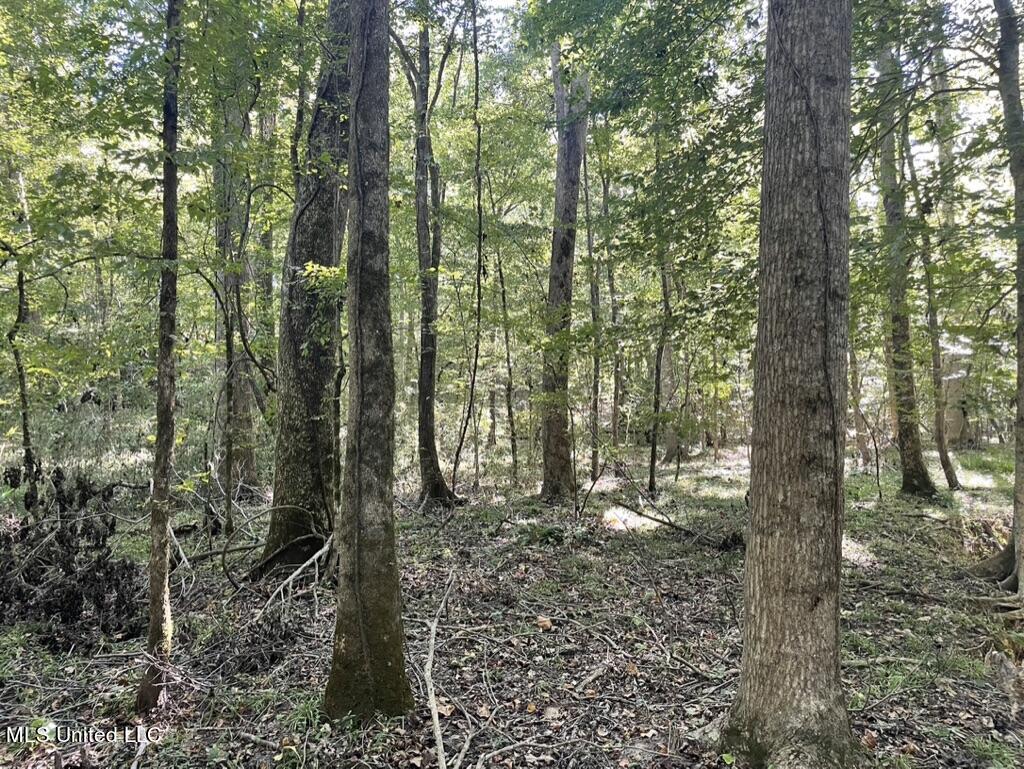 1953 Joe Hall Road Flora, MS 39071 - Photo 42 of 42 B9EA1571-71EB-4C2C-88B5-C2CA58ACE955_1_1