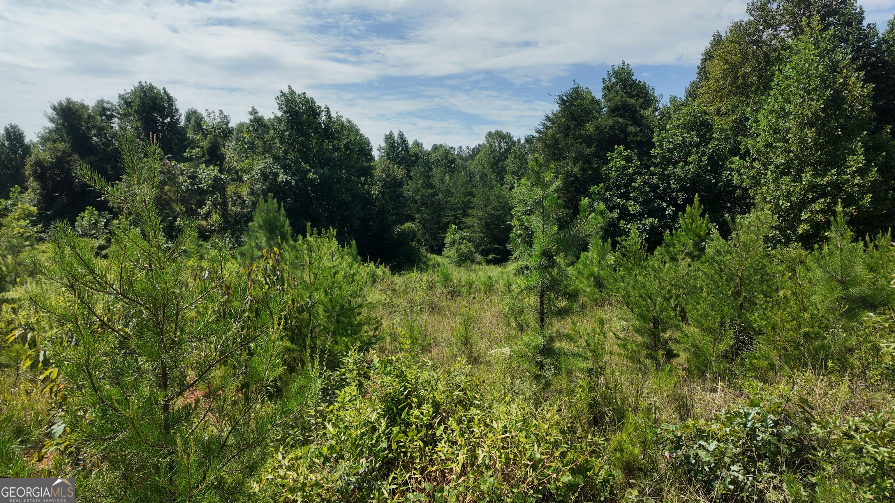 10.8-ac Cody Road Mount Airy, GA 30563 - Photo 3 of 21 Gallery Image 3