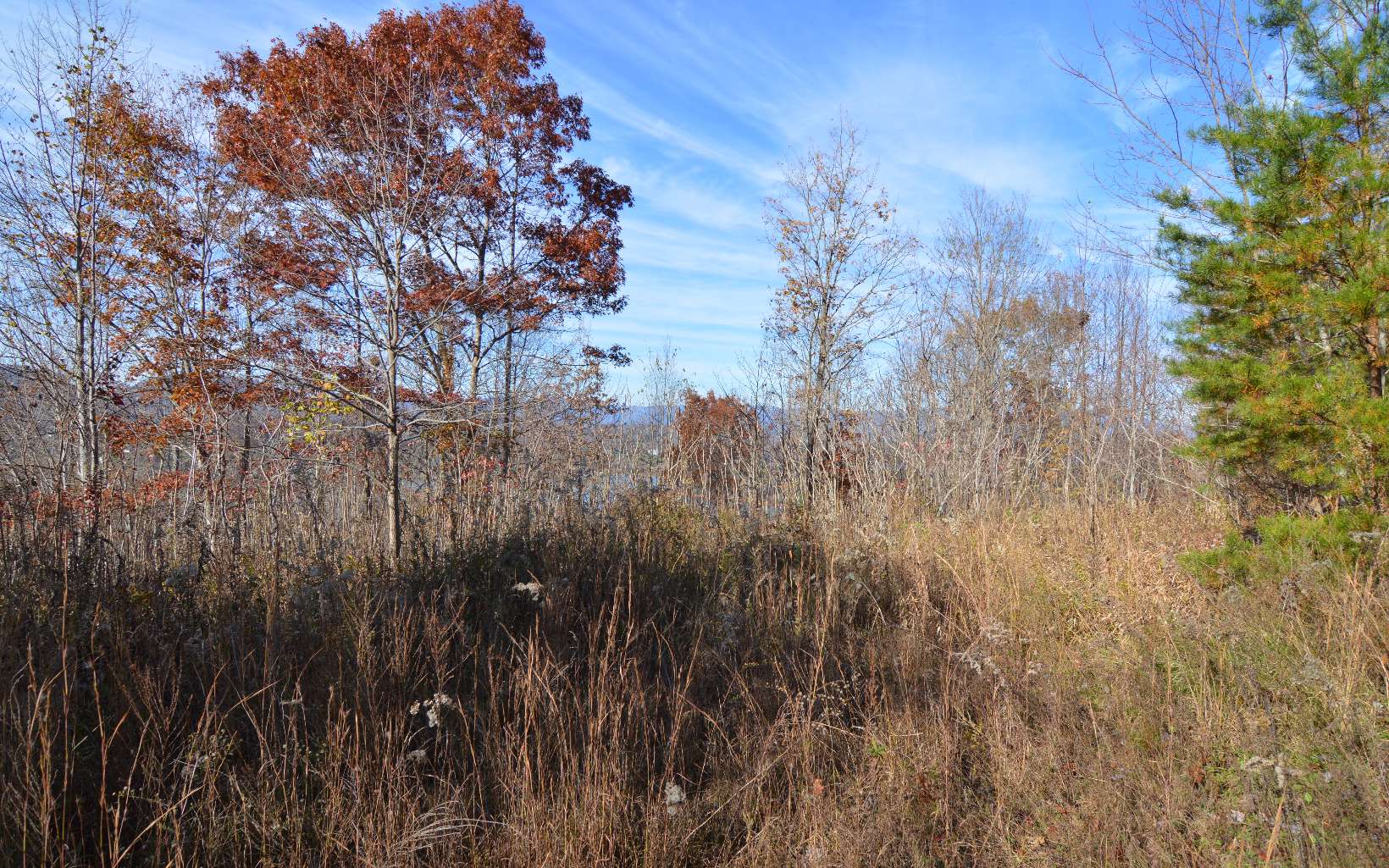 18 Robin Ridge Lane Dacula, GA 30019 - Photo 1 of 1 a view of a forest with a tree