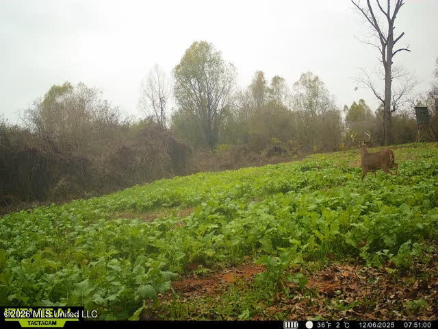 Old Twin Lake Road Redwood, MS 39156 - Photo 11 of 20 rw21