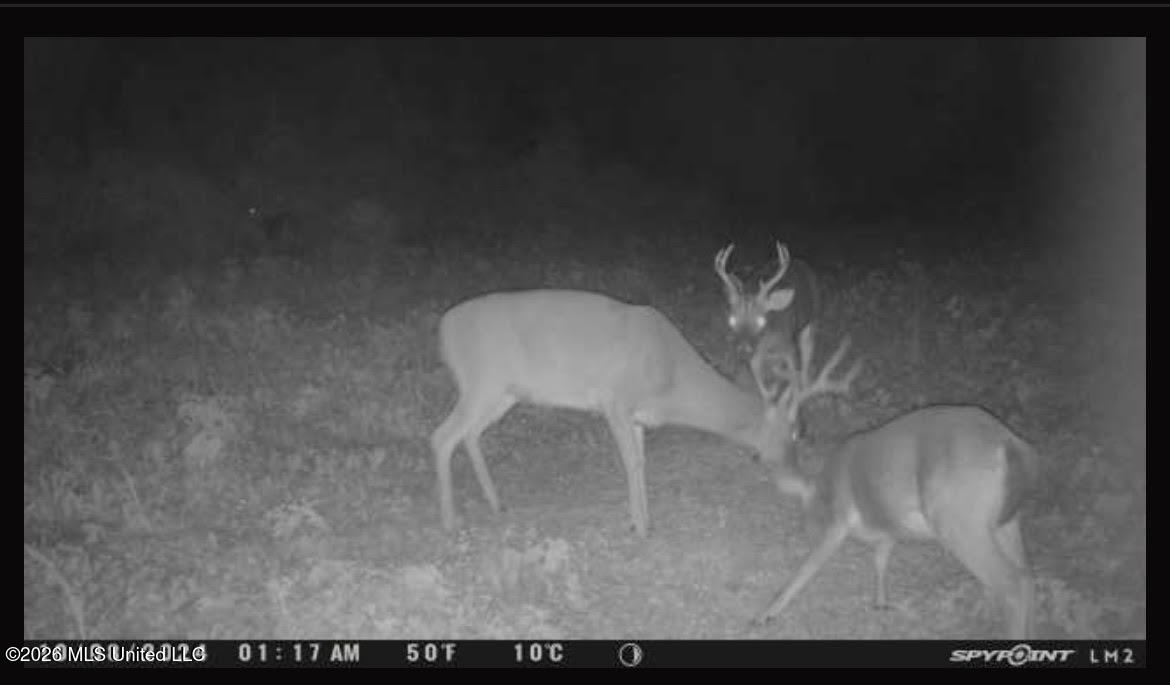 Old Twin Lake Road Redwood, MS 39156 - Photo 12 of 20 rw15