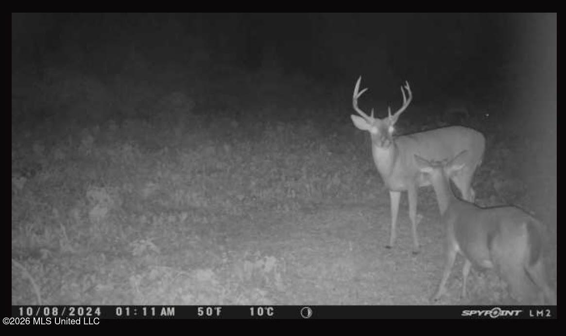 Old Twin Lake Road Redwood, MS 39156 - Photo 13 of 20 rw14