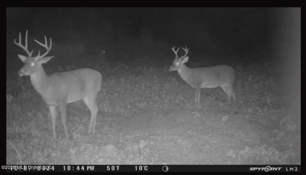 Old Twin Lake Road Redwood, MS 39156 - Photo 14 of 20 rw8