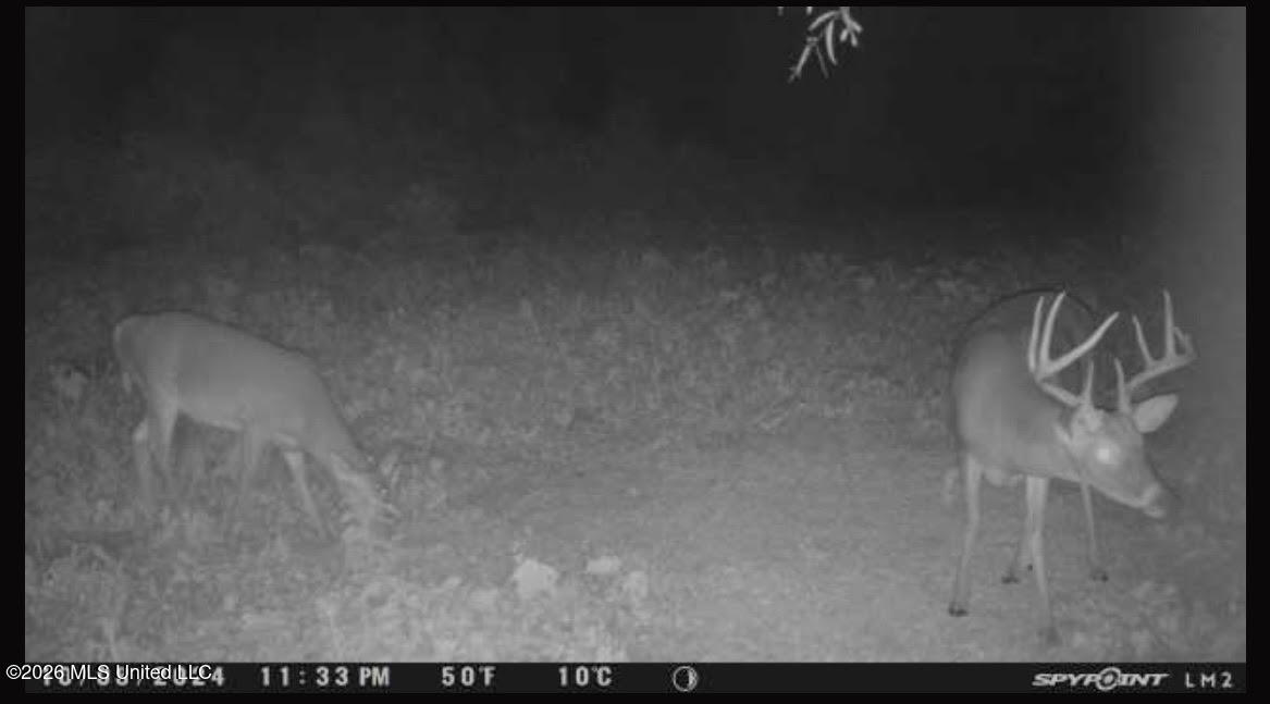 Old Twin Lake Road Redwood, MS 39156 - Photo 15 of 20 rw12