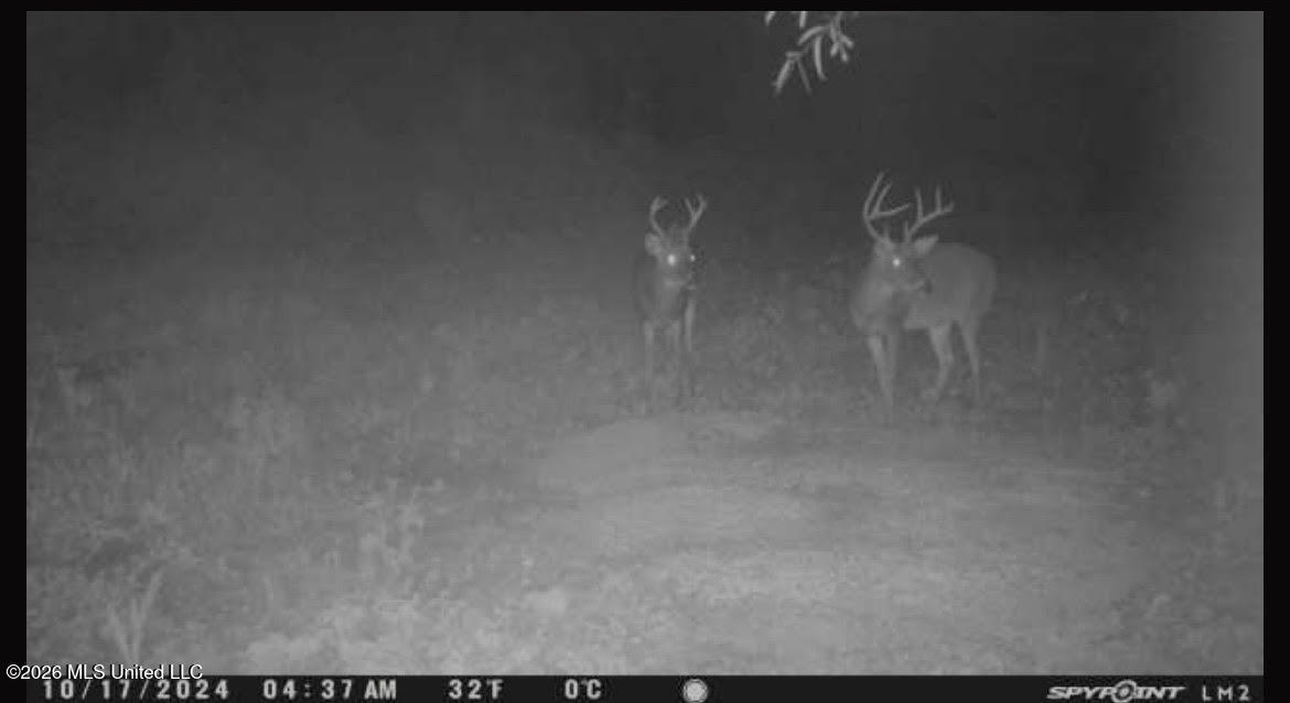 Old Twin Lake Road Redwood, MS 39156 - Photo 16 of 20 rw9