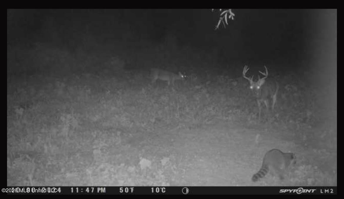 Old Twin Lake Road Redwood, MS 39156 - Photo 17 of 20 rw13