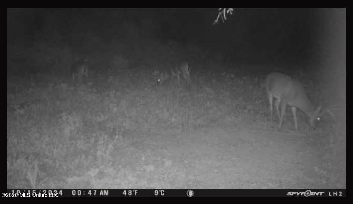 Old Twin Lake Road Redwood, MS 39156 - Photo 8 of 20 rw11