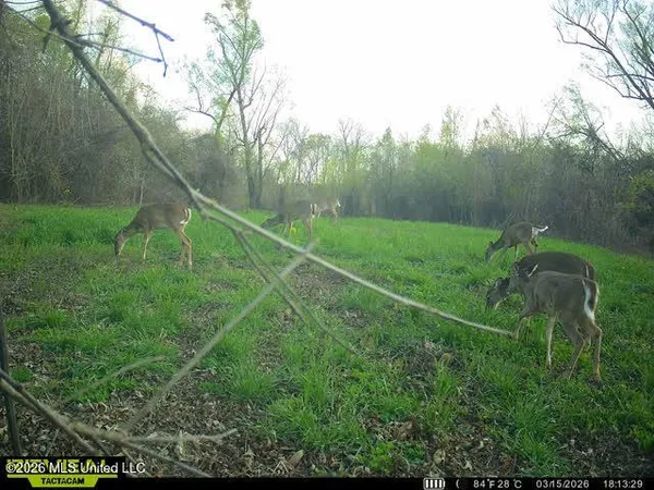 $100,000 | Old Twin Lake Road, Redwood, MS 39156