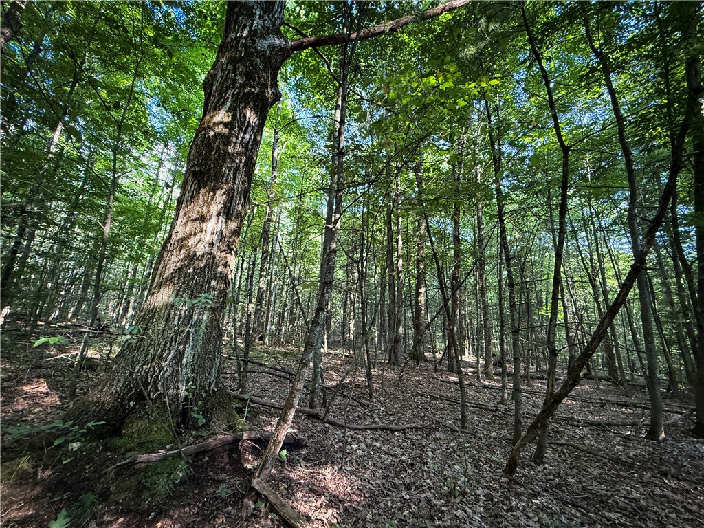 Wright Road Candor, NY 13743 - Photo 13 of 33 Gallery Image 13