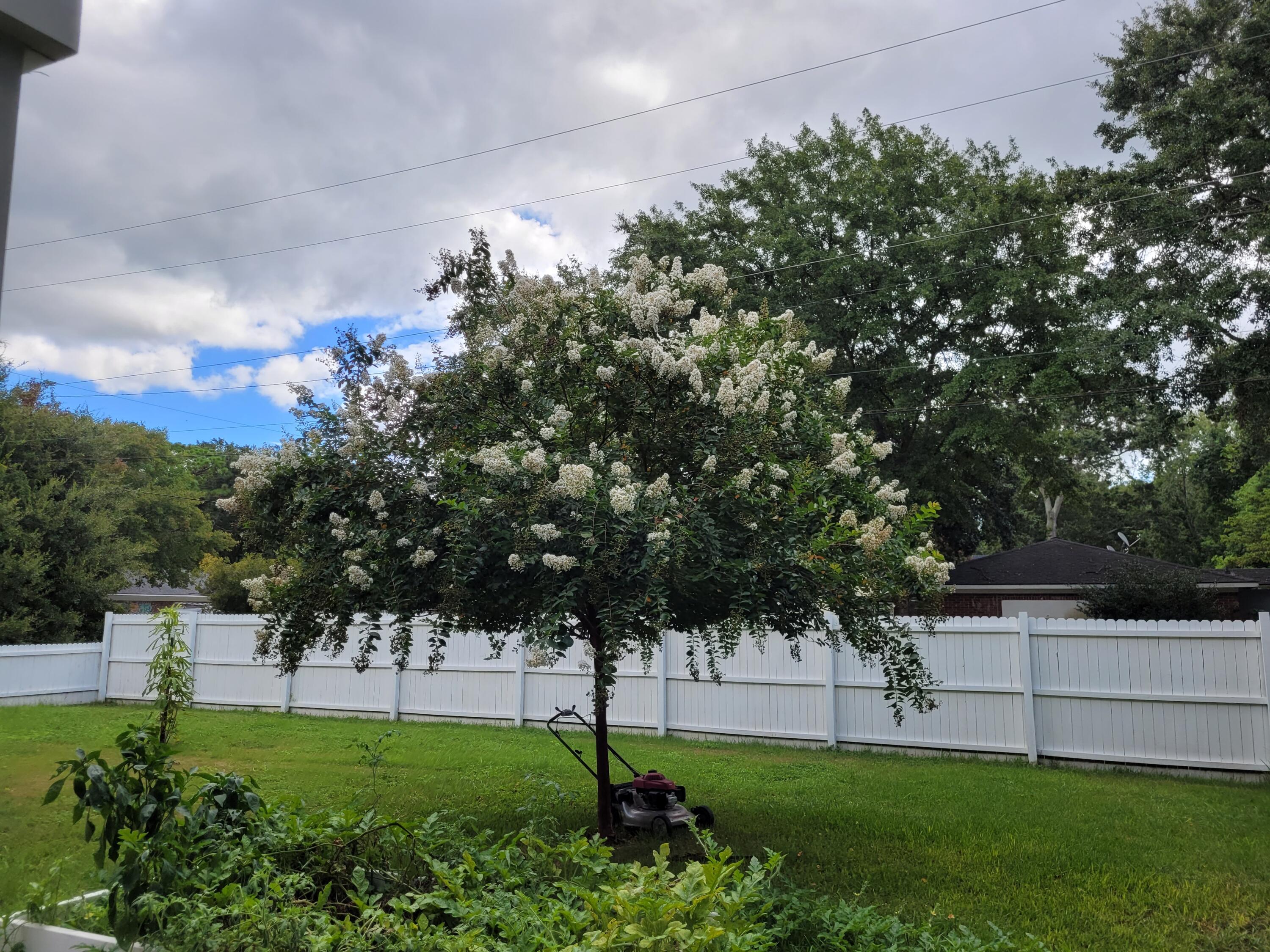 1707 Jessamine Road Charleston, SC 29407 - Photo 33 of 47 Blooming trees in back