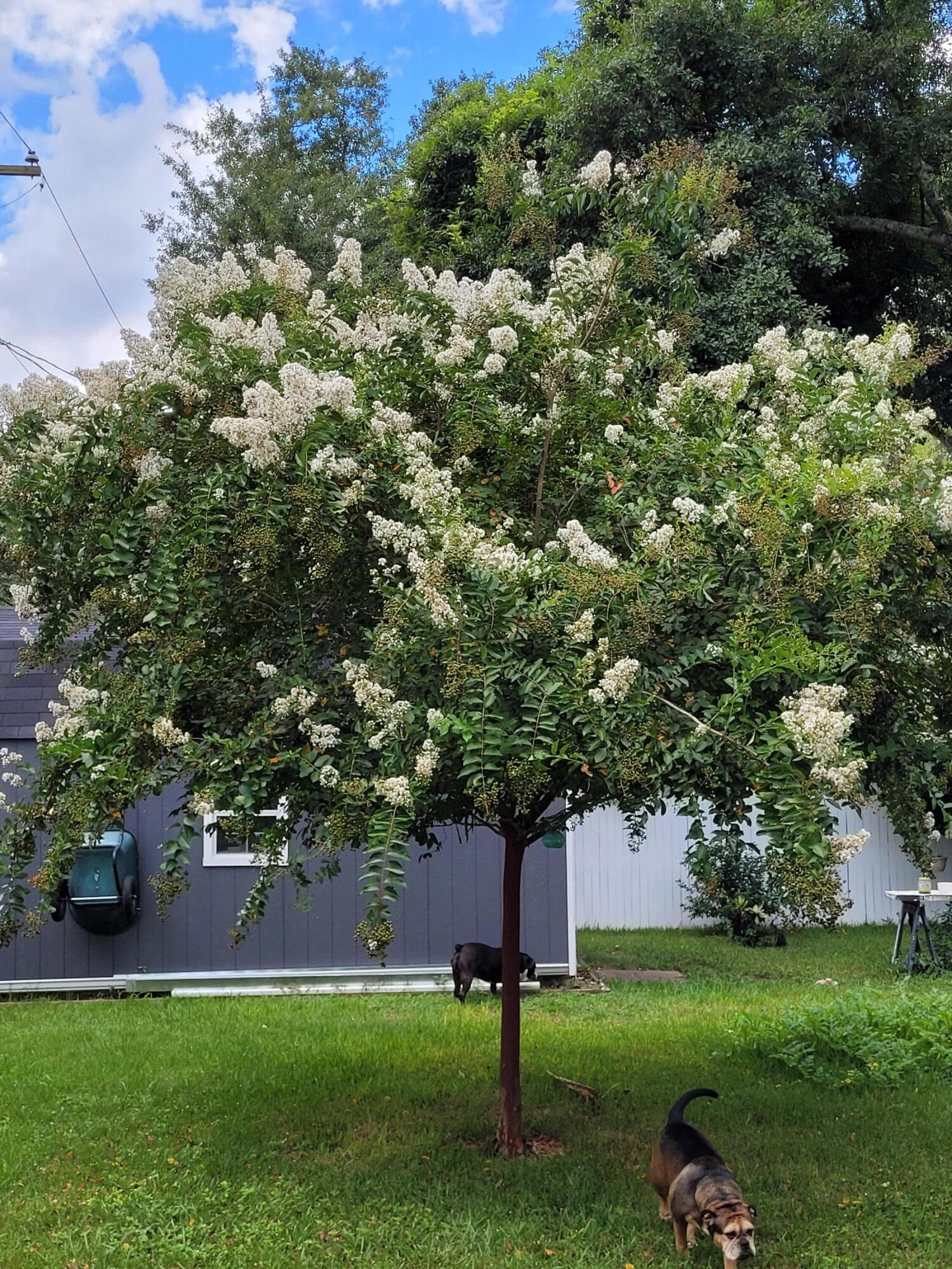 1707 Jessamine Road Charleston, SC 29407 - Photo 34 of 47 Blooming tree