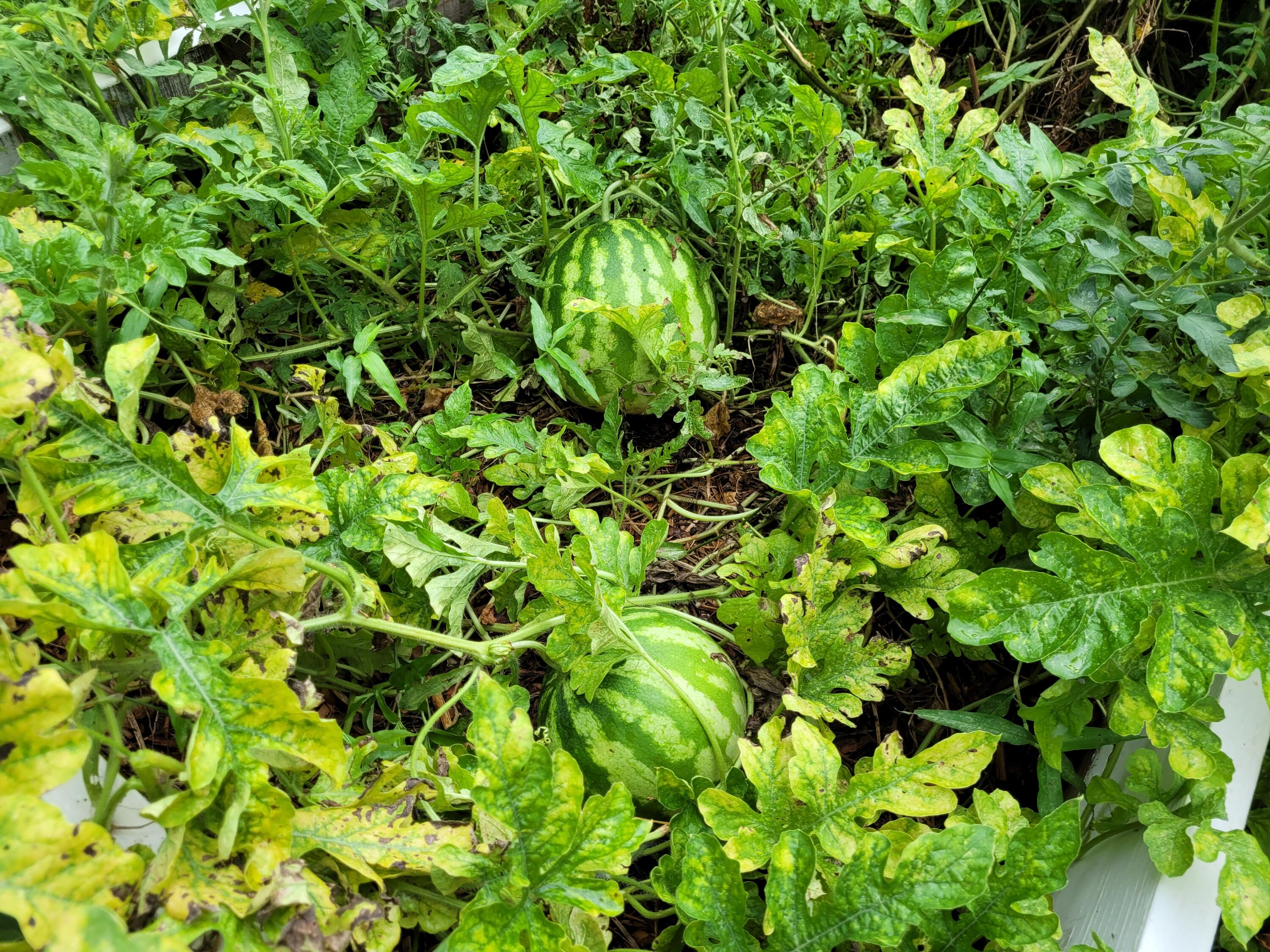 1707 Jessamine Road Charleston, SC 29407 - Photo 35 of 47 Garden blooms