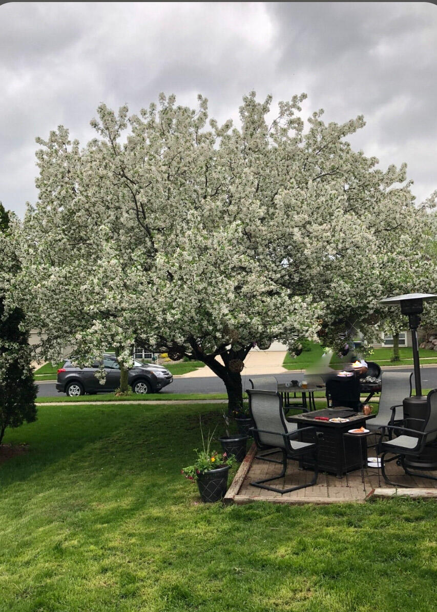 1214 Dayflower Drive Madison, WI 53719 - Photo 2 of 63 Stunning flowering tree, crown jewel of the neighborhood!