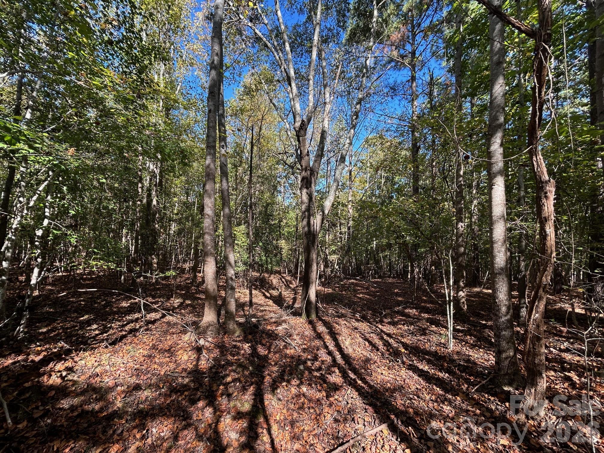 5-ac Lot 5 5-ac Road Richburg, SC 29729 - Photo 24 of 41 a view of a forest with lots of trees