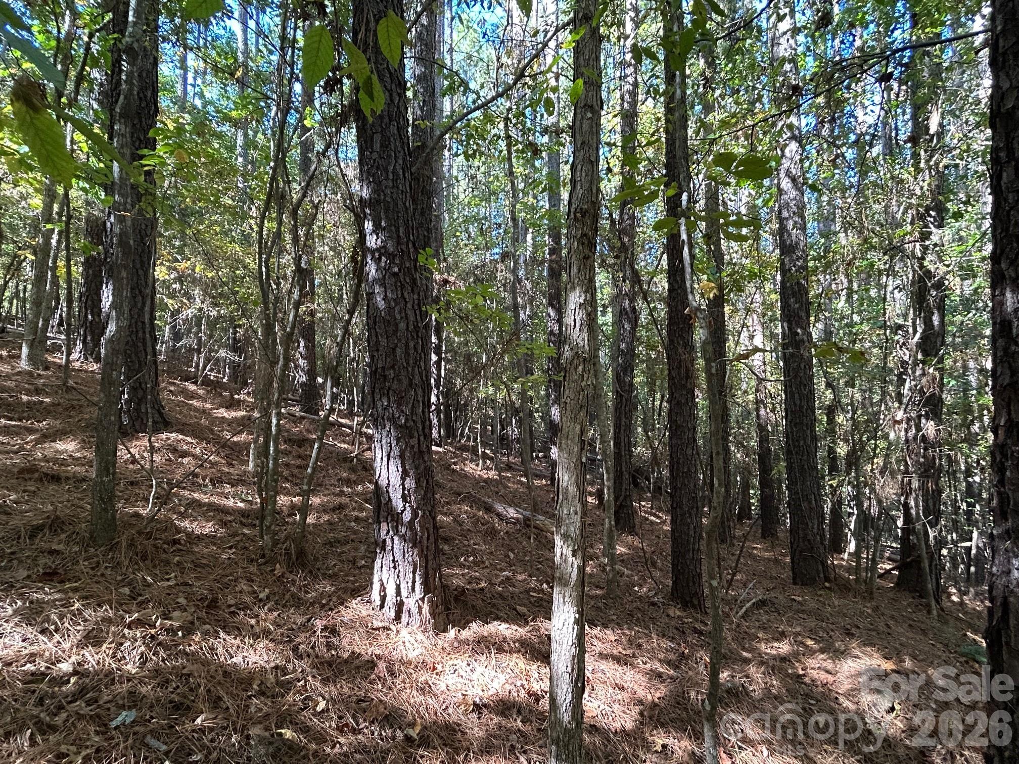 5-ac Lot 5 5-ac Road Richburg, SC 29729 - Photo 35 of 41 a view of forest