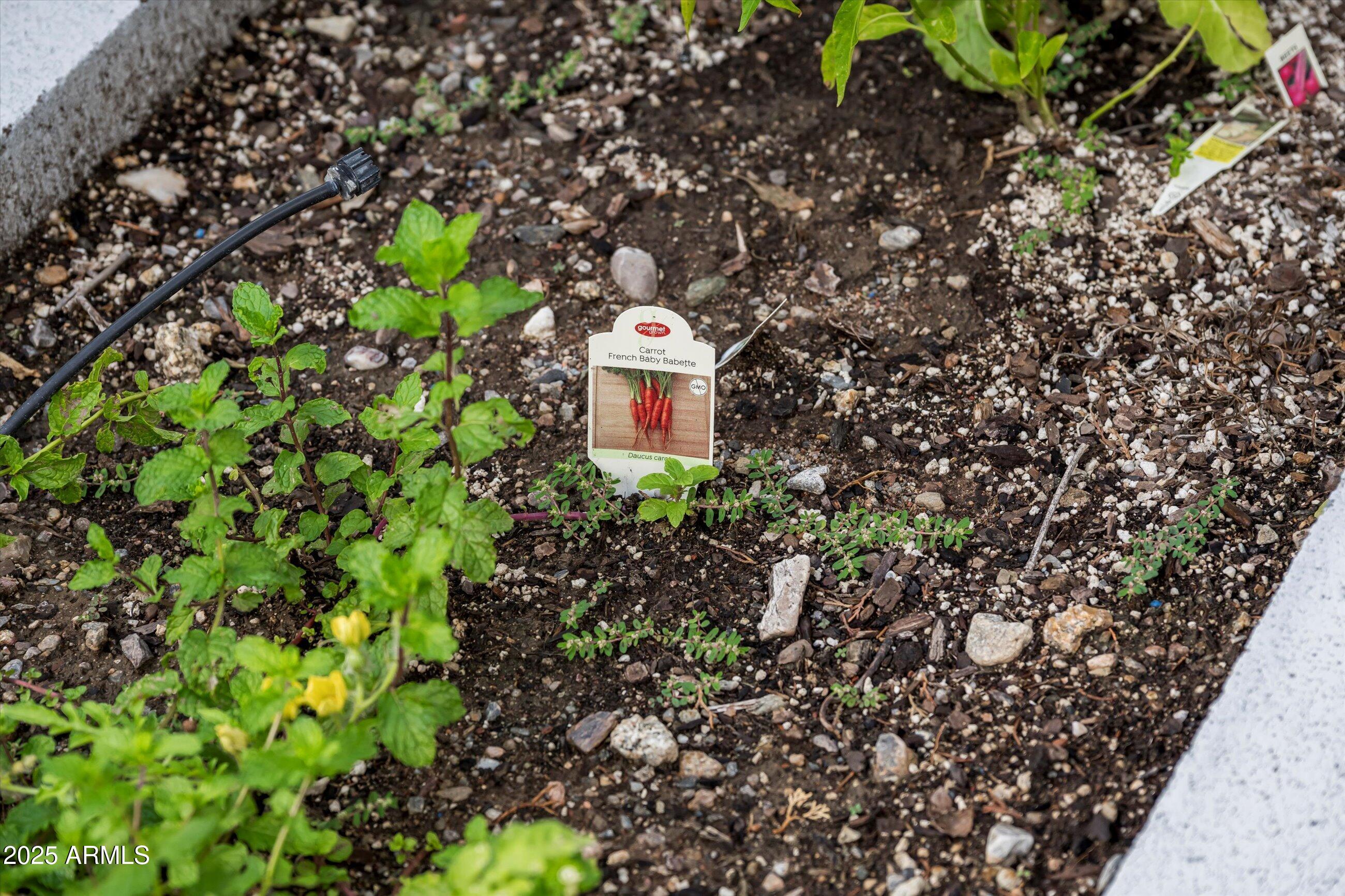 1651 East Rovey Avenue Phoenix, AZ 85016 - Photo 39 of 44 a flower plants and a tree in a garden