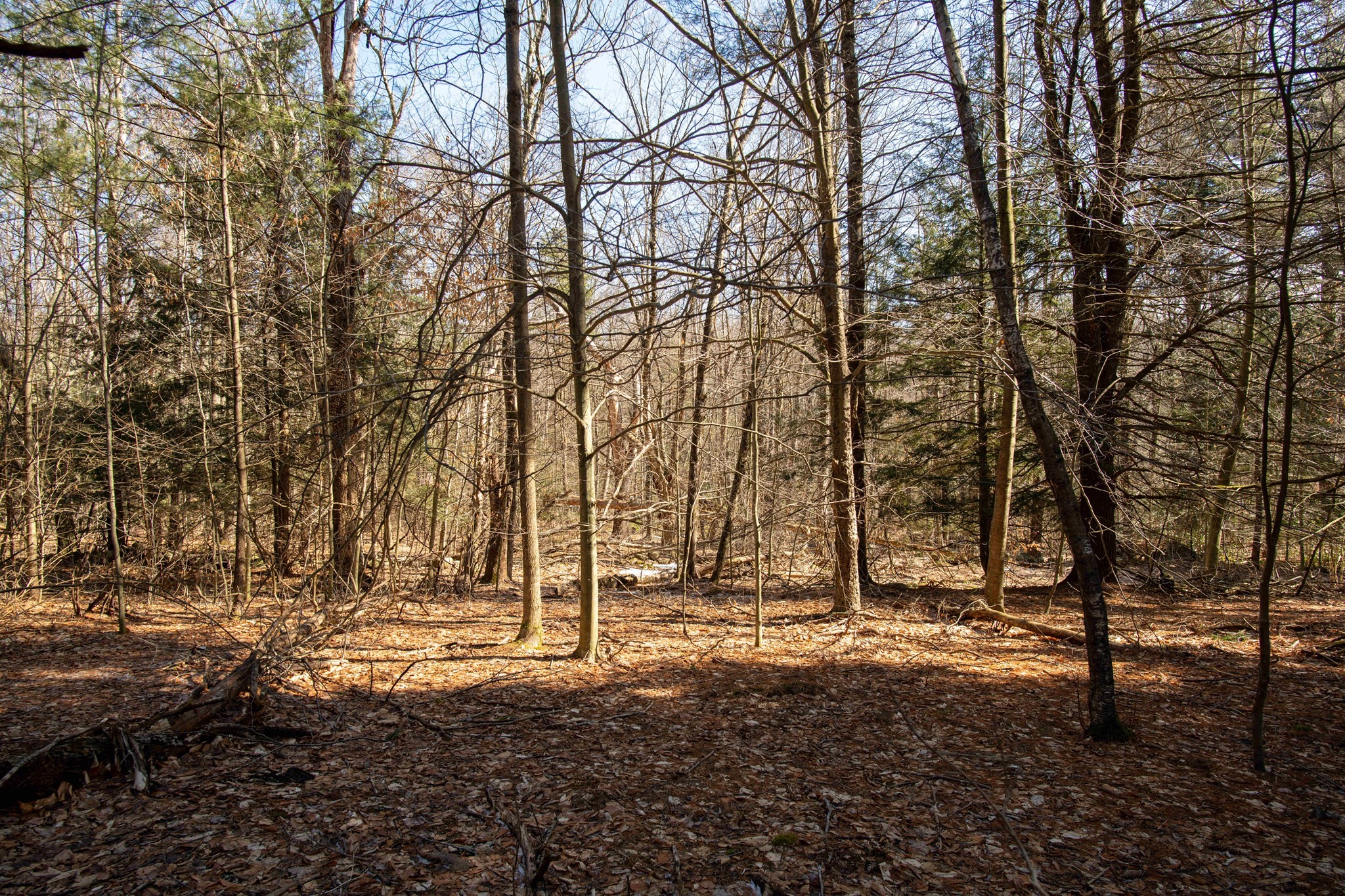 115 Lyon Hill Road Chester, MA 01011 - Photo 15 of 19 Gallery Image 15