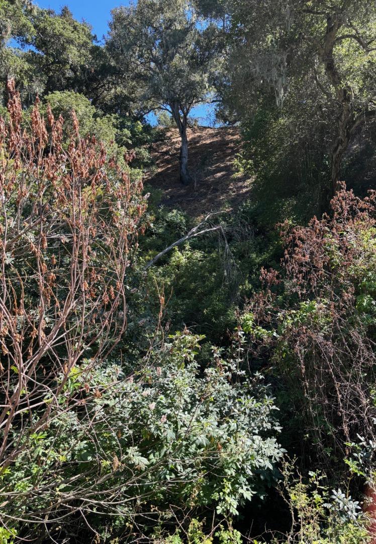 382 Corral De Tierra Road Salinas, CA 93908 - Photo 11 of 20 a view of a forest with a tree