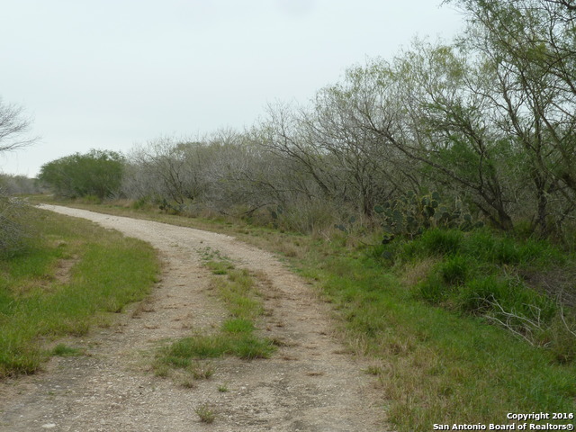 1956 Fm 1554 Alice, TX 78332 - Photo 4 of 10 a view of a forest with trees in the background