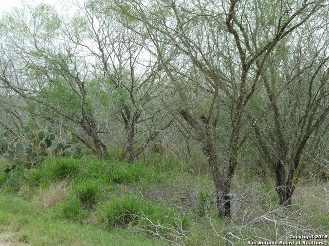 1956 Fm 1554 Alice, TX 78332 - Photo 5 of 10 a view of a forest with lush green forest