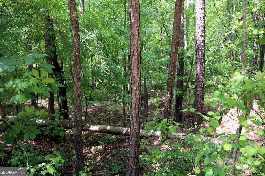 77 Cherokee Road Northeast Sparta, GA 31087 - Photo 3 of 9 a view of a forest with trees