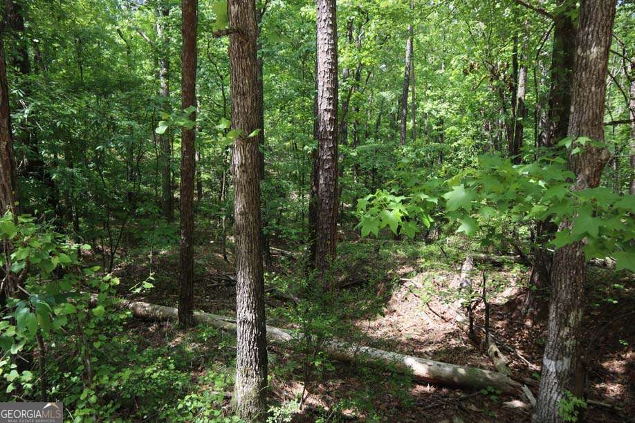 77 Cherokee Road Northeast Sparta, GA 31087 - Photo 4 of 9 a view of a forest with trees