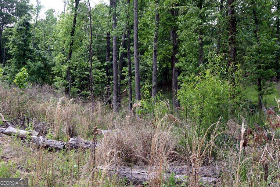 77 Cherokee Road Northeast Sparta, GA 31087 - Photo 6 of 9 a view of forest
