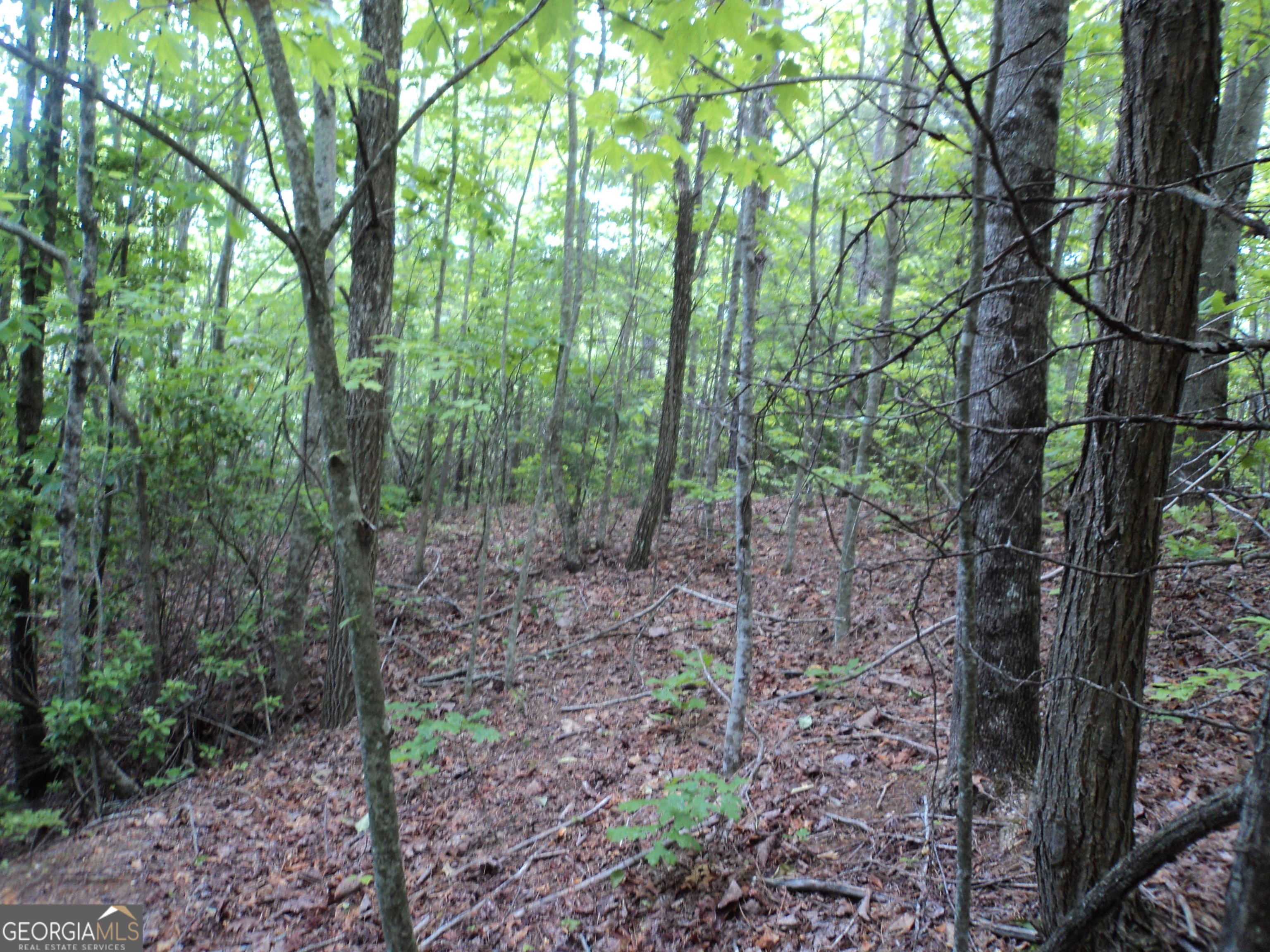 Lot Sm4 Raven Frk Trail Dillard, GA 30537 - Photo 2 of 11 a view of a forest with trees