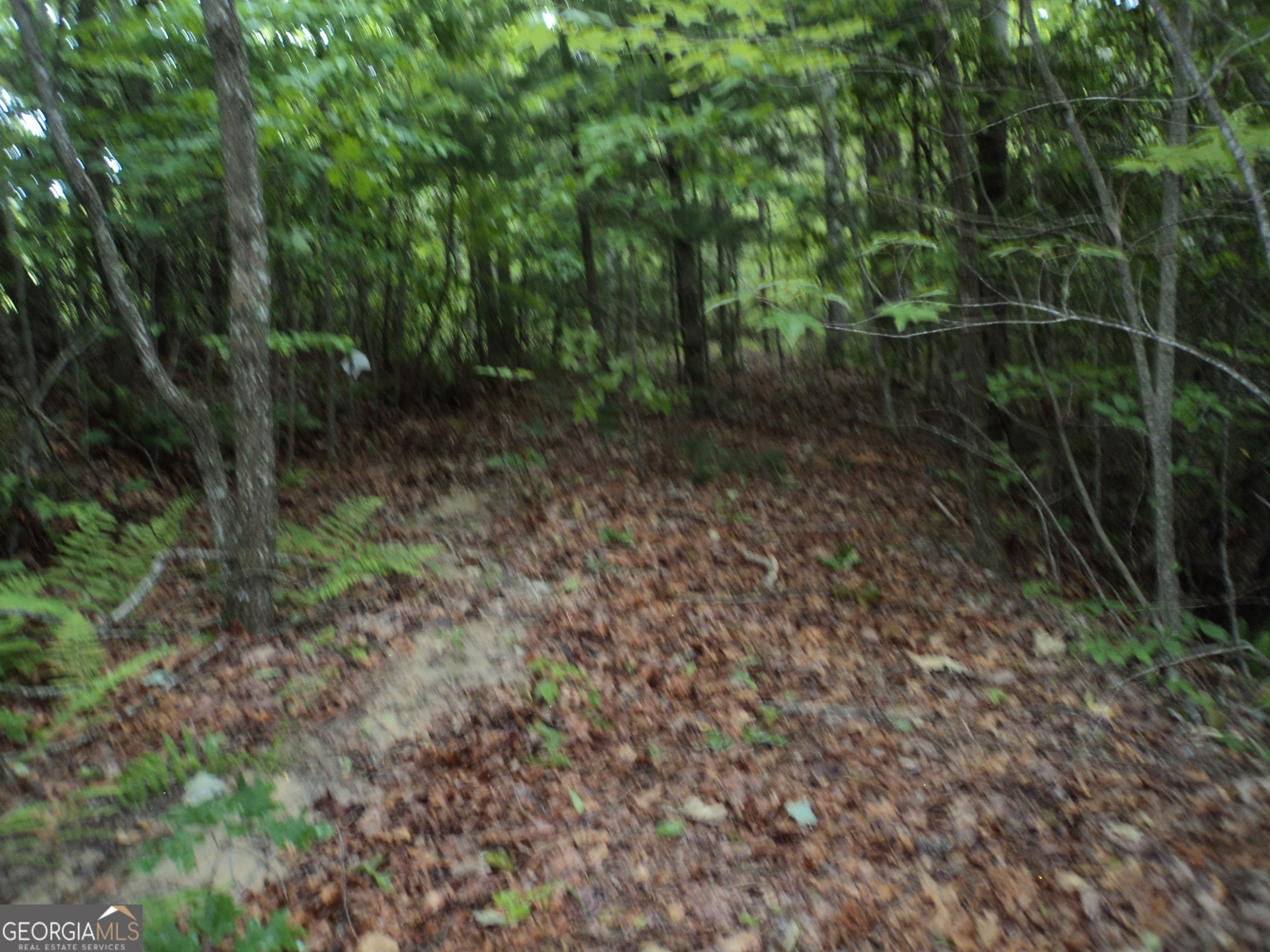 Lot Sm4 Raven Frk Trail Dillard, GA 30537 - Photo 4 of 11 a view of a forest with trees