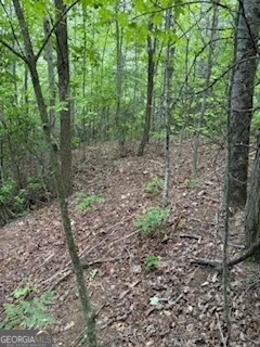 a view of a garden with a tree