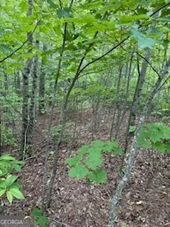 a view of a yard with plants and large trees